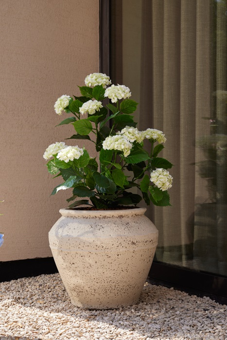 Hortensia wit UV proof voor buiten - Afbeelding 3